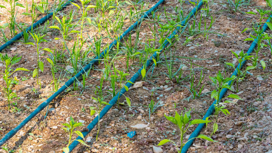 Water droplets on hemp leaves during irrigation in a parched Australian field