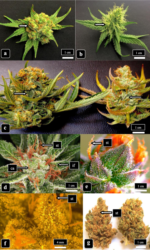 Macro photograph of a cannabis leaf, highlighting cannabinoid-rich trichomes