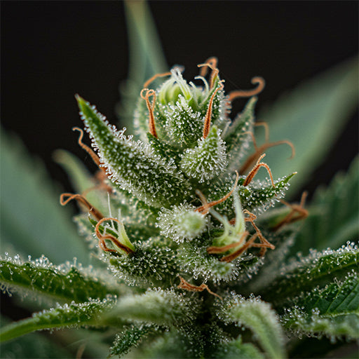 Process of hemp seed dehulling, showing raw material preparation for protein isolate