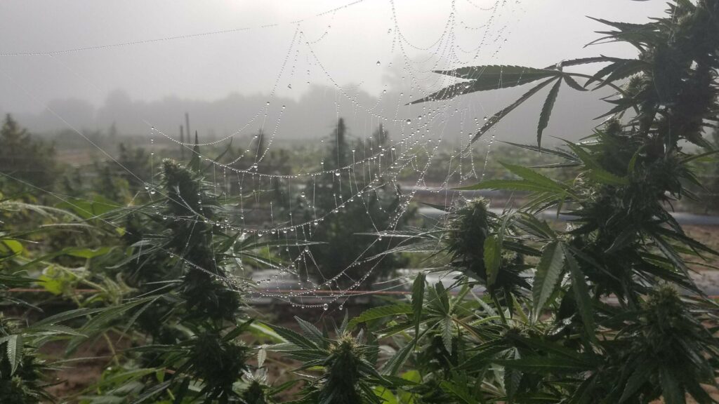 Community members gathered for a workshop on hemp farming, showcasing local engagement