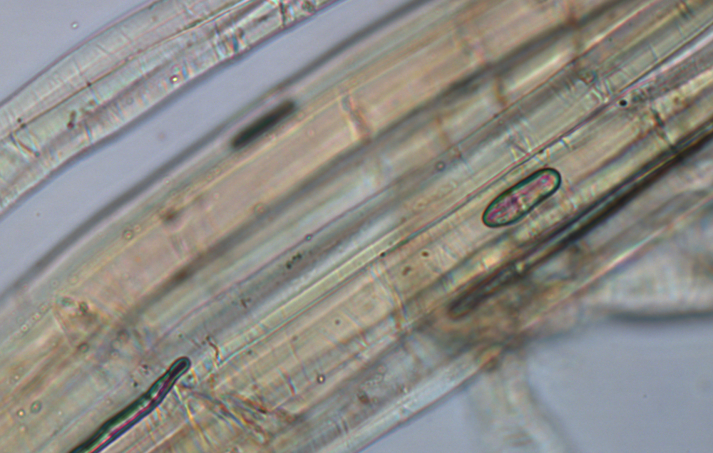 Detailed image of raw hemp fibers, highlighting their strength and texture