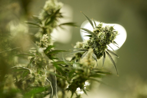 Cannabis Education Initiatives in Australian Schools: Curricular Integration and Public Perception