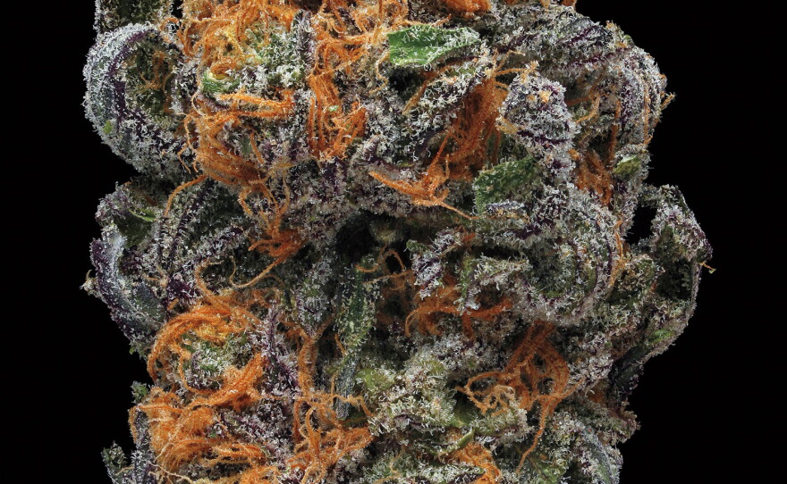 Developing Hemp-Based Bioplastics for Packaging in the Australian Food Industry